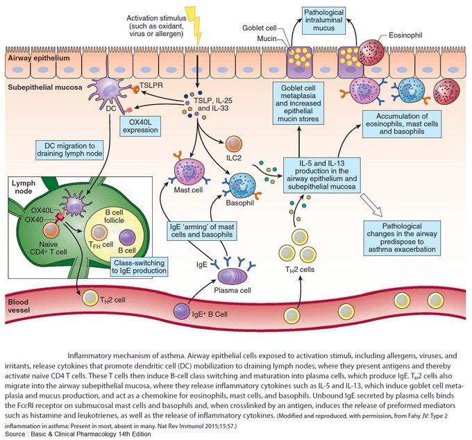 busse and lemanske nejm feb 2001. 344:350 3